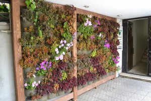 دیوار سبز- greenwall